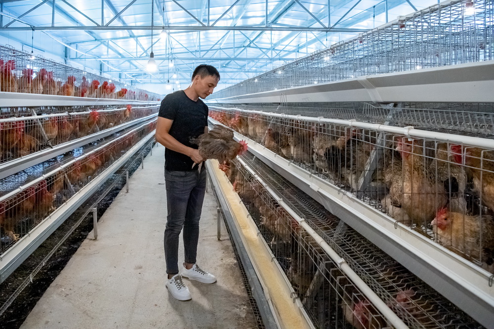 1678857344652066255.jpg 規(guī)模化的七百弄雞種雞房--黃嘉標攝.jpg