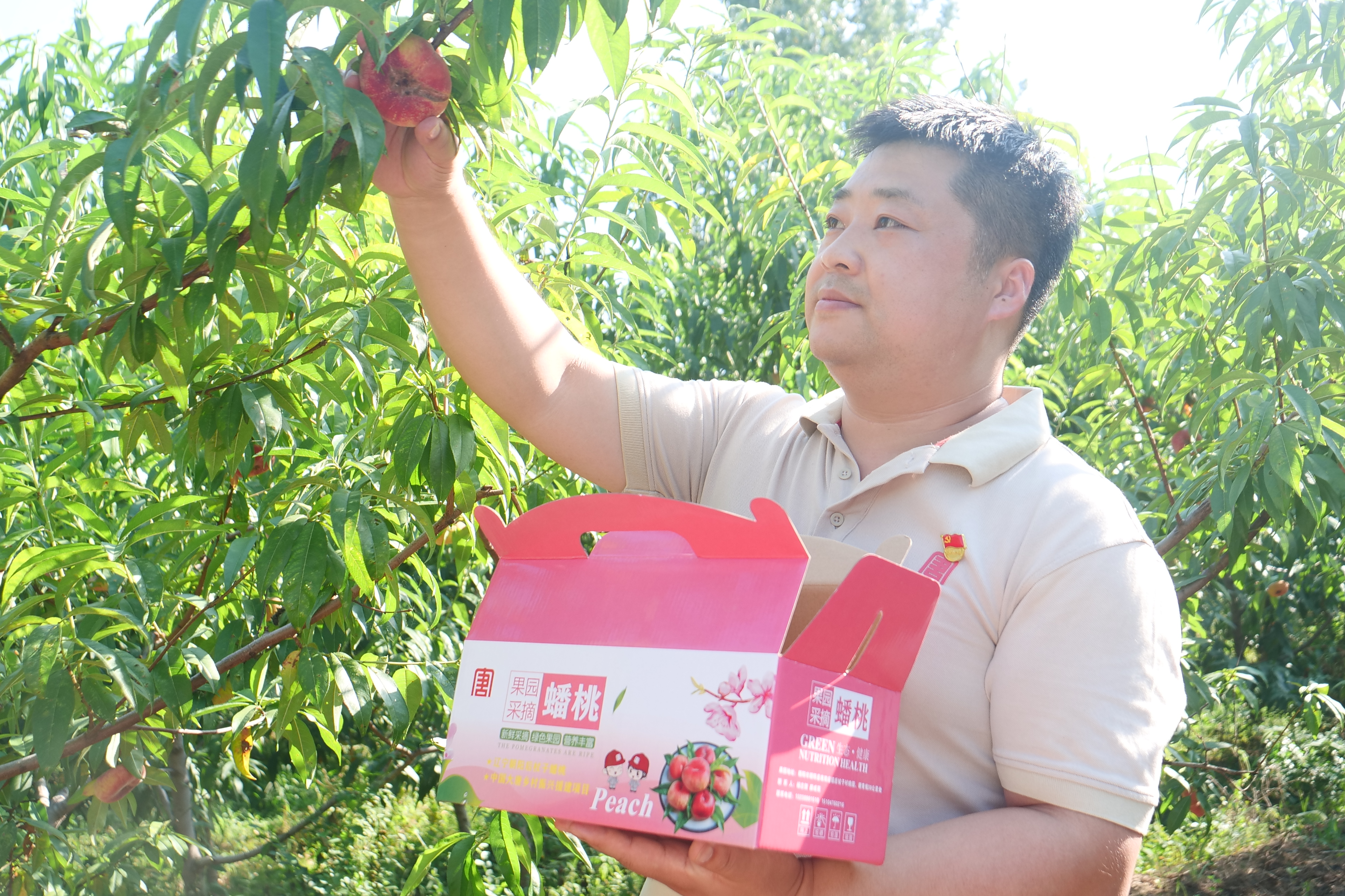 第一書記摘桃.jpg